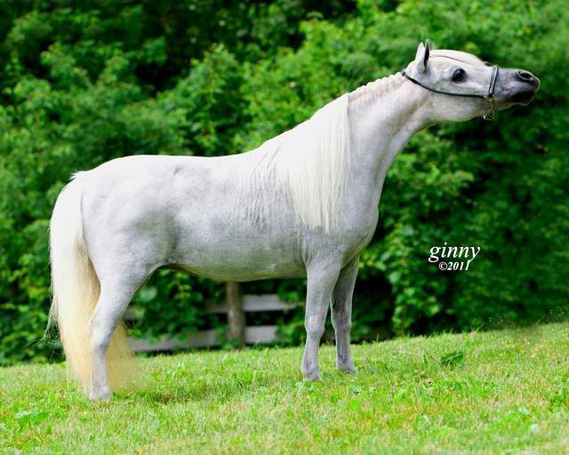 FWF Texas Bluebonnet